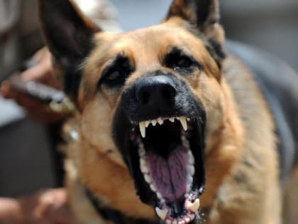 Во Владимирской области с начала года зафиксировали семь очагов бешенства