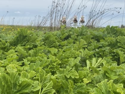 Мониторинг фитосанитарного состояния в Владимирской области в 2024 году