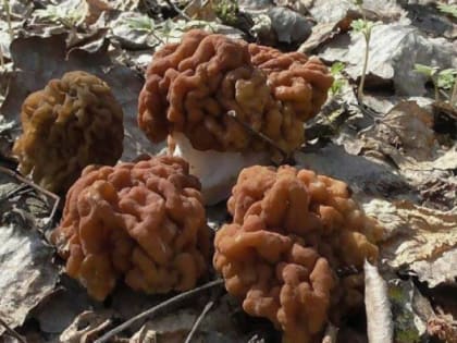 Ешьте не более 400 граммов этих грибов, если не хотите сыграть в ящик