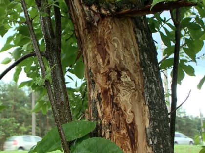 Во Владимире продолжает действовать фитокарантин по ясеневой изумрудной златке