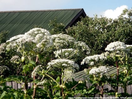 Какие населенные пункты Владимирской области будут в первую очередь спасать от борщевика Сосновского?
