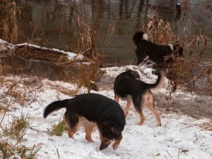 За 2023 год во Владимирской области зафиксировали 10 случаев бешенства животных