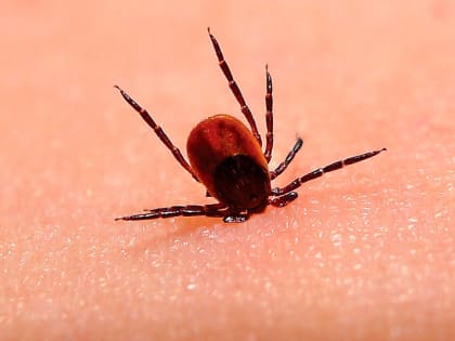 Май оказался «кусачим»