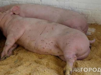 Во Владимиркой области обнаружили 6 очаг африканской чумы свиней