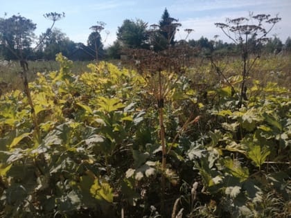 Специалисты владимирского филиала Россельхозцентра продолжают борьбу с борщевиком Сосновского