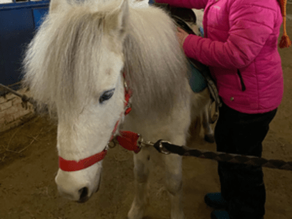 Конный спорт – седловка пони