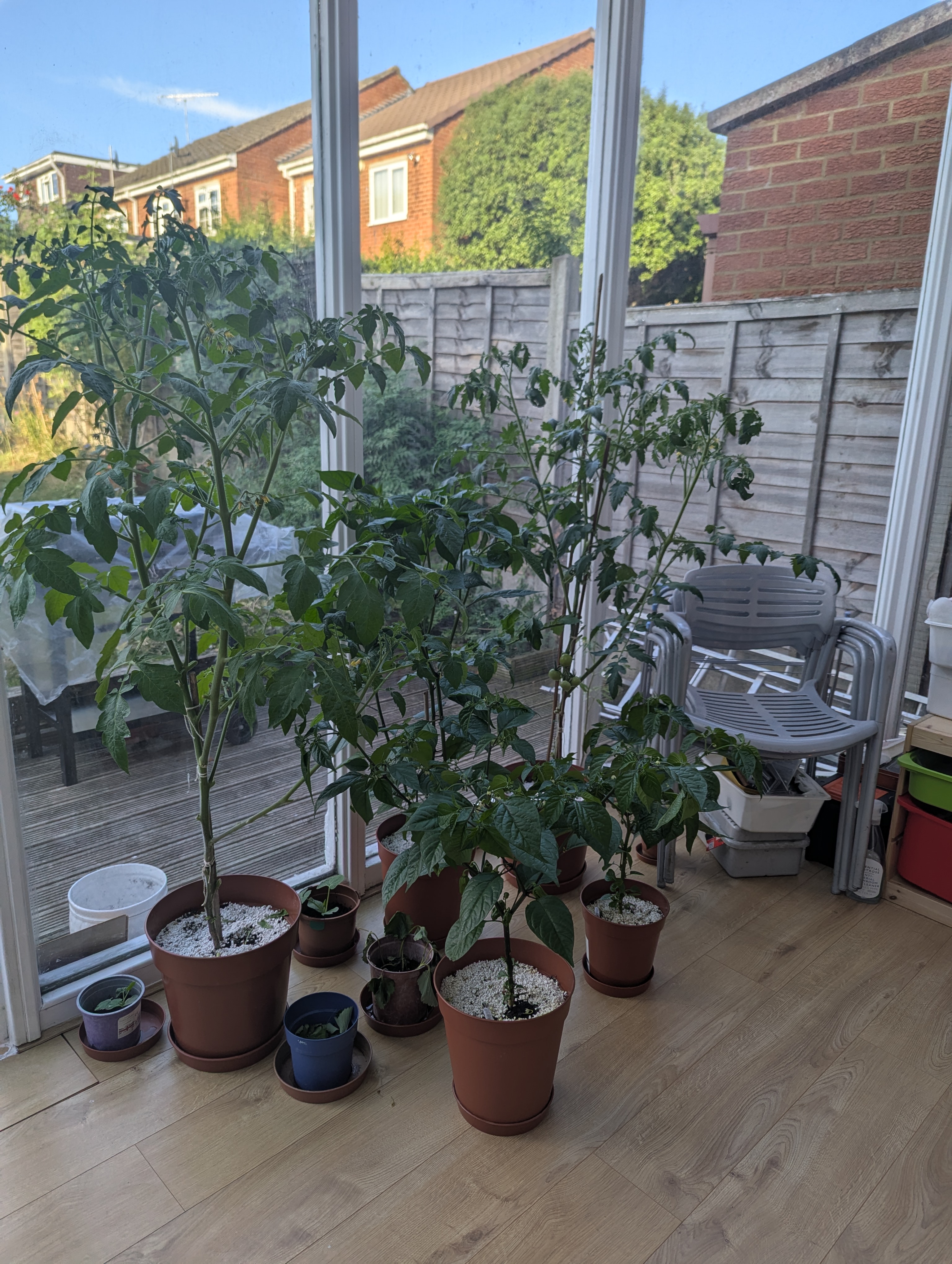 Tomato and chilli plants