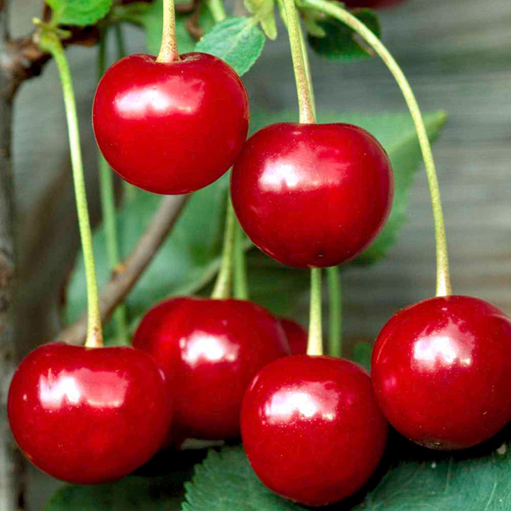 Cherries