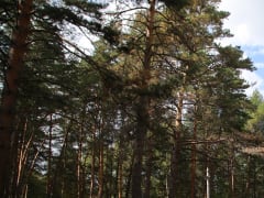 Осенние риски для жителей Новосибирска