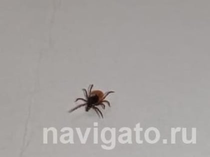 Снижение числа обращений по поводу укусов клещами в Новосибирске