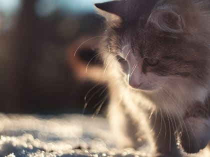 Теплый ветер ‒ мокрое лето: погода 14 марта в Новосибирской области