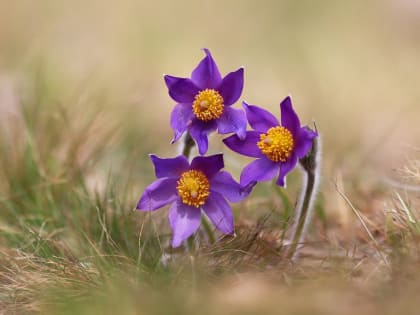 Ненастный день ‒ к морозной зиме: погода 14 мая в Новосибирской области