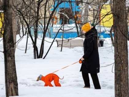 Погода в Новосибирске 7 марта: ветер и мокрый снег