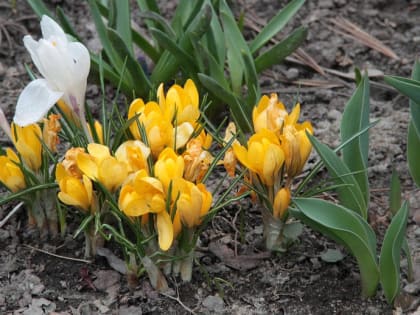 Модные карманные парки научат создавать активистов в Новосибирске