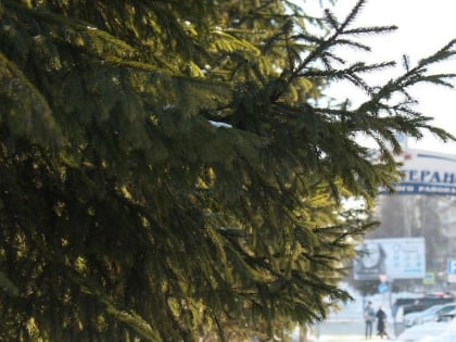 С аномально тёплой погоды начнётся рабочая неделя в Новосибирской области