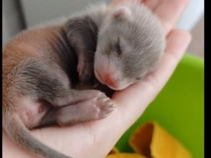 Завёрнутого в тряпочку крохотного хорька нашли на Ключ-Камышенском плато