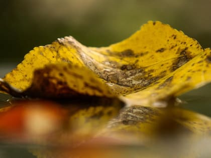 Вильфанд предупредил о заморозках до −3 градусов в Новосибирской области