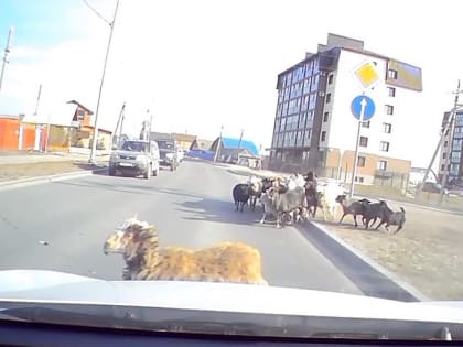 Стадо овец перебежало дорогу перед носом автомобилистки в Бердске