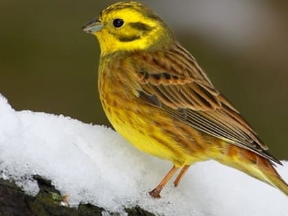 Овсянки прилетят ‒ тепло принесут: погода 3 марта в Новосибирской области