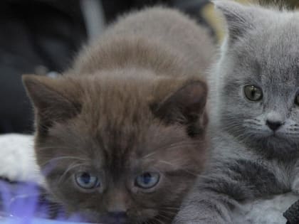 Международная выставка кошек «Гран-При Сибири 2023» пройдёт в Новосибирске