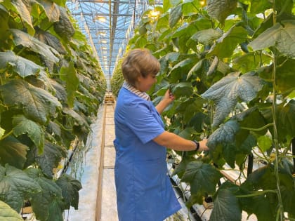 В Новосибирской области появилась новая мера господдержки для выращивания овощей