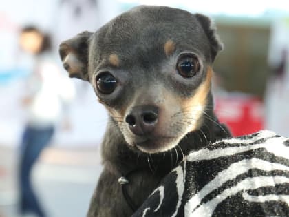 Хвостатые и усатые доктора: как животные помогают лечить детей