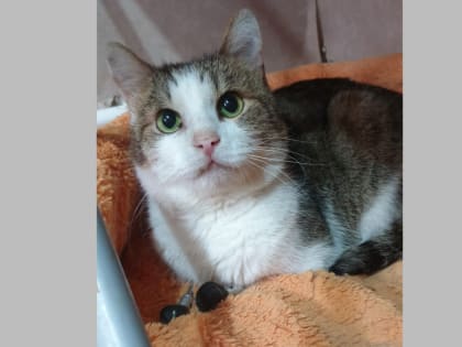 Если вы пропустили: титановые лапки, трудный возраст и раритеты со свалки