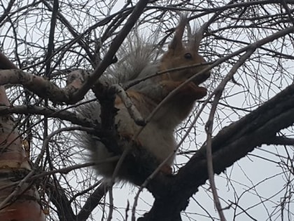 Погода в Новосибирске 20 апреля: солнечно и без осадков