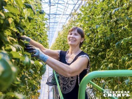 Салатное изобилие