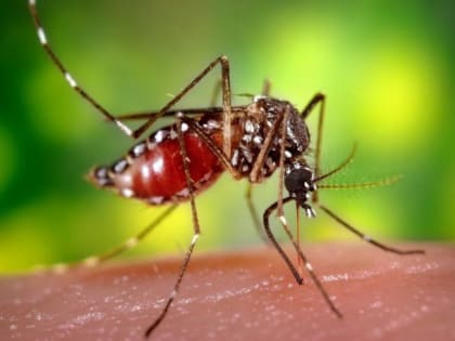 Всемирный день борьбы с малярией: Когда отмечается