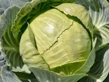 В Новосибирской области подорожали огурцы и капуста