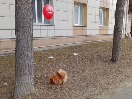 Импортные лекарства в ветаптеках Новосибирска сильно подорожали