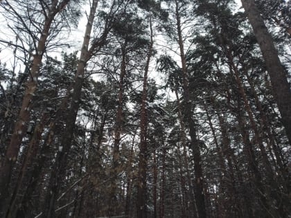 Земельный участок в Сосновом бору Новосибирска может сменить назначение