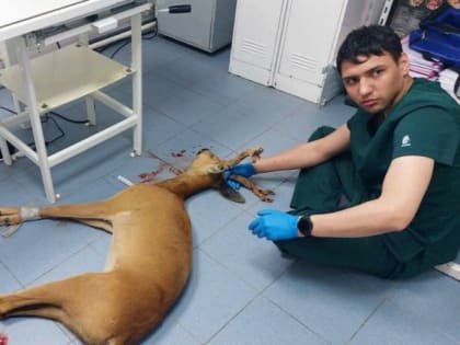 В Академгородке Новосибирска сбили косулю