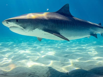 Акулы потопили катамаран кругосветной экспедиции сибиряков в Тихом океане