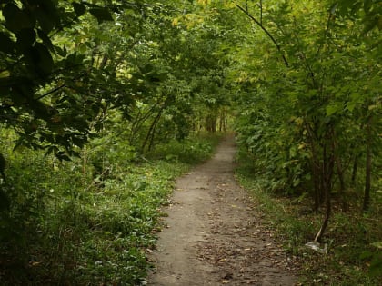 Природный парк планируют обустроить в пойме речки Нижняя Ельцовка