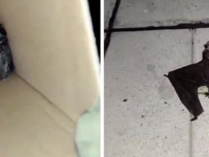 Летучая мышь залетела в квартиру к пенсионерке в Новосибирске