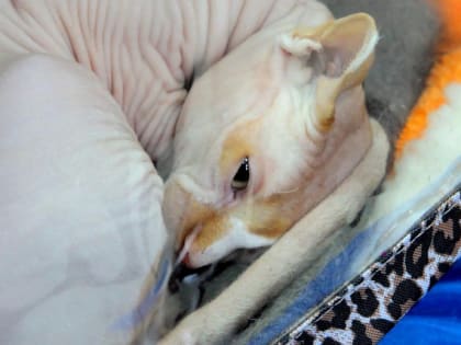 Спать или не спать днём — отвечает невролог