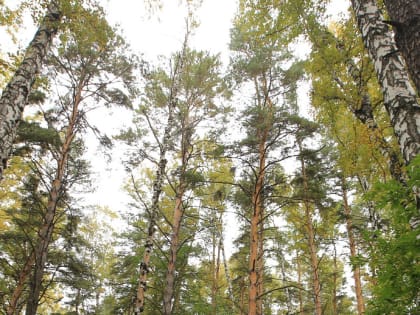 Клещи покусали уже 15 483 жителя Новосибирской области