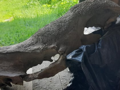 Череп шерстистого носорога выловил рыбак из реки под Новосибирском