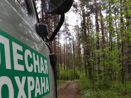 Спецпатрули будут следить за отдыхающими в лесу новосибирцами