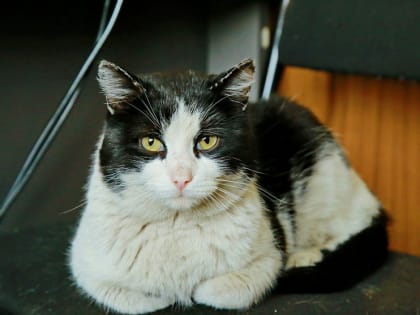 Знаменитый талисман пожарных кот Гидрант умер под Новосибирском