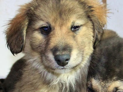 Что делают с бездомными животными в Новосибирске — горячий телефон