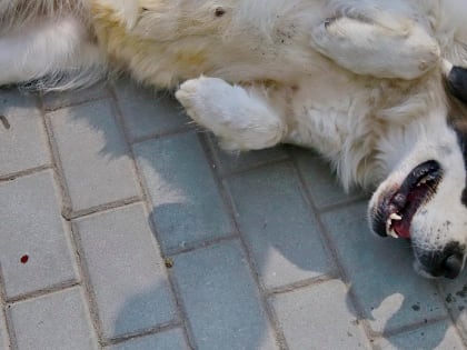 На трогательную фотосессию с бездомными собаками зовут в «Деревню Мира»