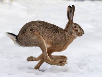 Серый заяц ‒ к теплу: погода 4 марта в Новосибирской области