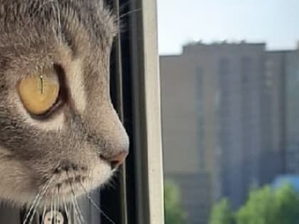 Погода 19 мая в Новосибирске: солнечно и тепло