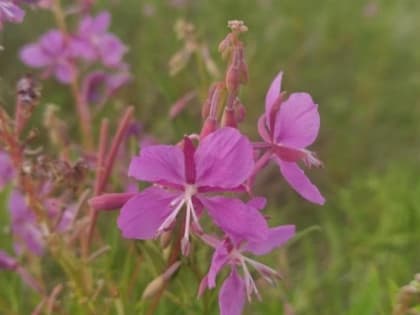 COVID-19 научились лечить экстрактом иван-чая в Новосибирске