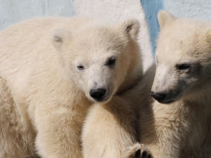 Зачем белым мишкам кабачки — и поиграли, и подкрепились: смотрим видео