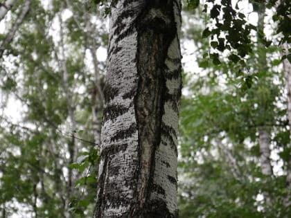 «Яндекс Погода» предупредит аллергиков о&nbsp;цветении опасных растений