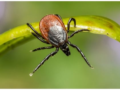 100 жителей Новосибирской области заболели клещевым энцефалитом в 2023 году